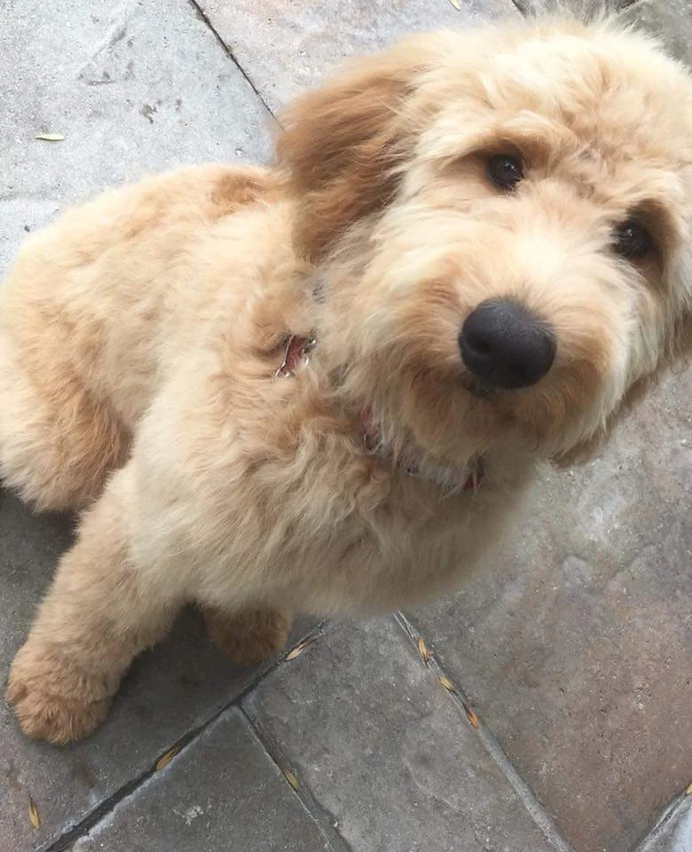 F1b goldendoodle straight sales coat